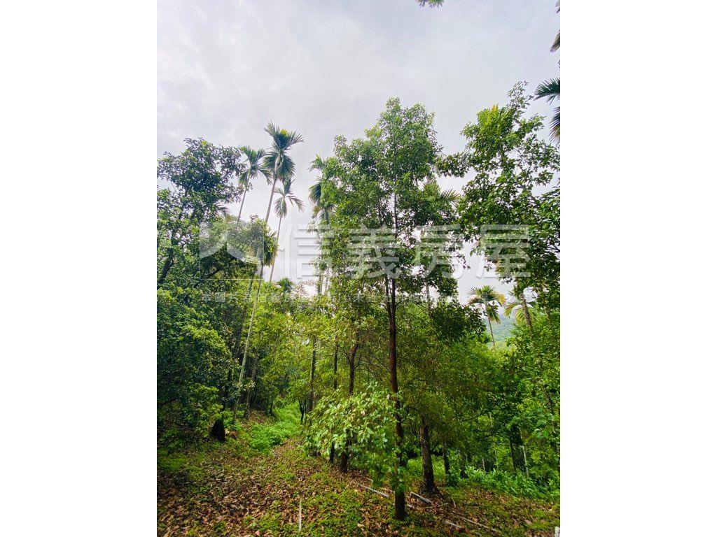 近東勢國中芬多精美山坡地房屋室內格局與周邊環境