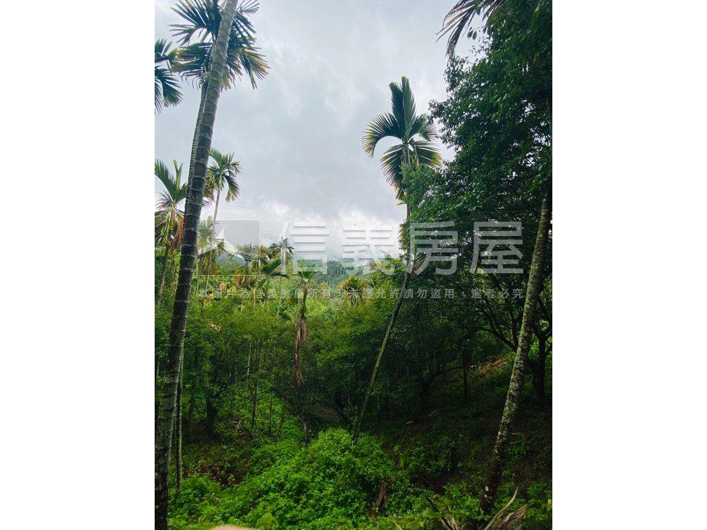 近東勢國中芬多精美山坡地房屋室內格局與周邊環境