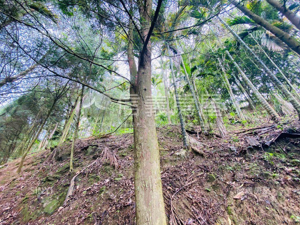 近東勢國中芬多精美山坡地房屋室內格局與周邊環境