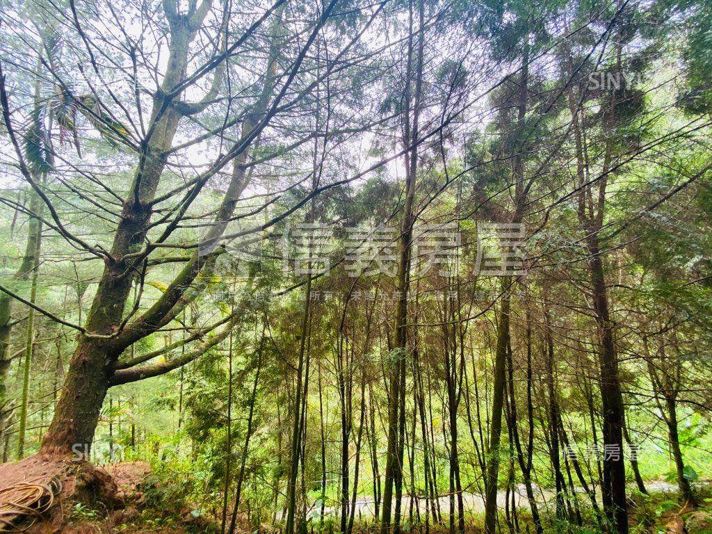 近東勢國中芬多精美山坡地房屋室內格局與周邊環境