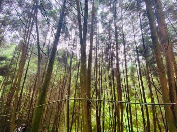 近東勢國中芬多精美山坡地