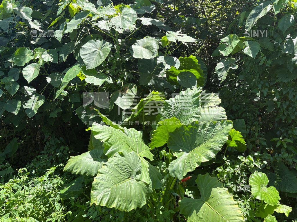 白河低總價農地Ｂ房屋室內格局與周邊環境