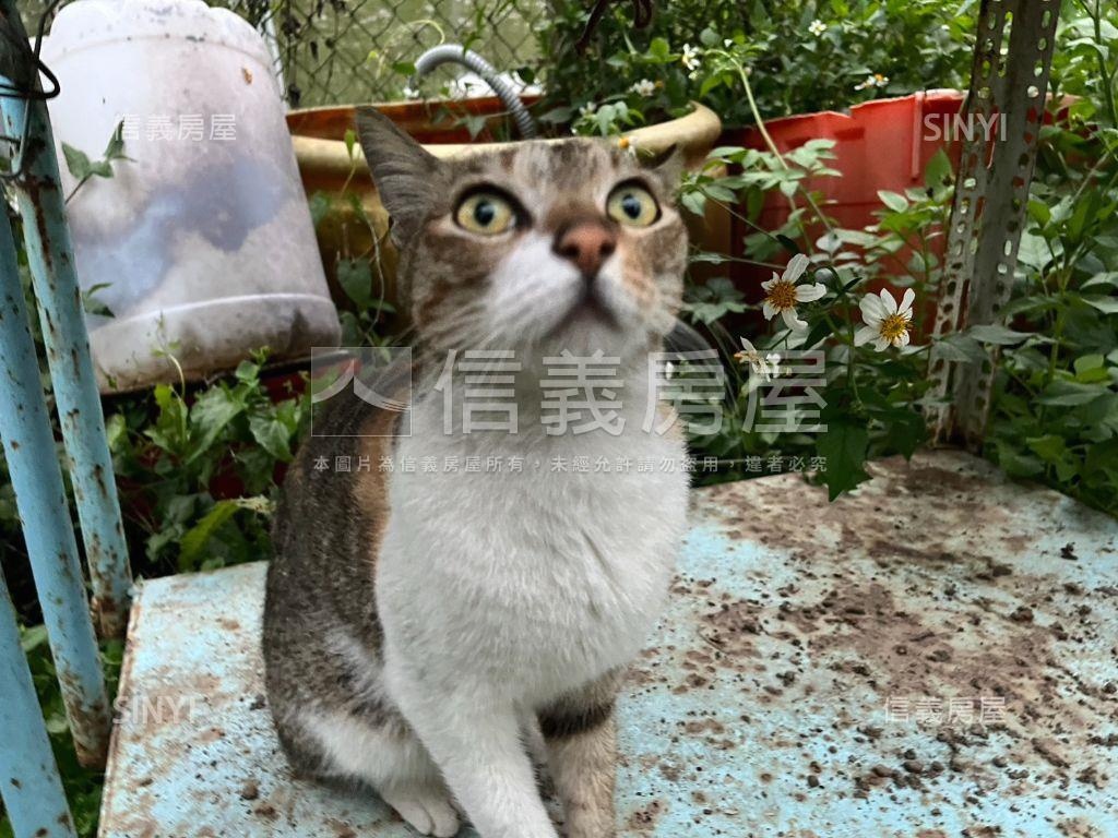 南投竹山溫室果園之二房屋室內格局與周邊環境
