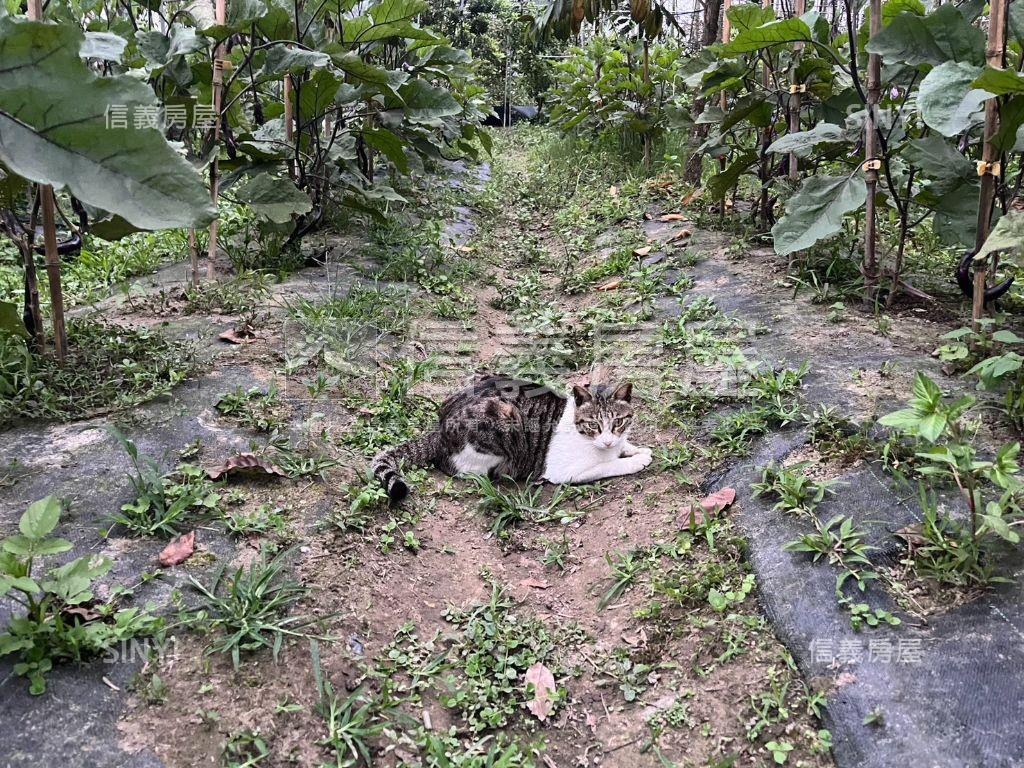 南投竹山溫室果園之二房屋室內格局與周邊環境