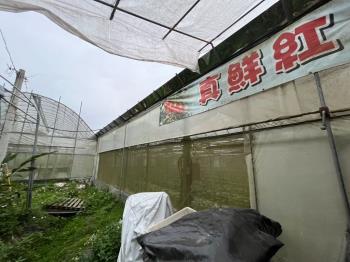南投竹山溫室果園之二