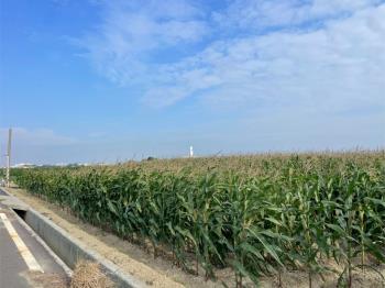 西港區八分段農地