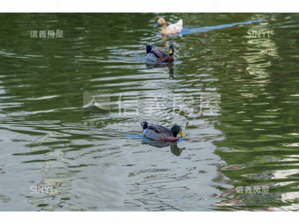 山景泳池威靈頓房屋室內格局與周邊環境