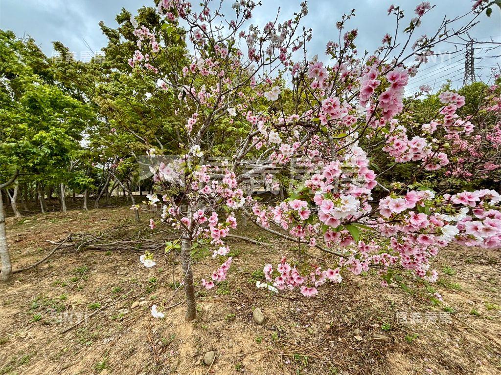 新埔休閒地。大面寬平坦房屋室內格局與周邊環境