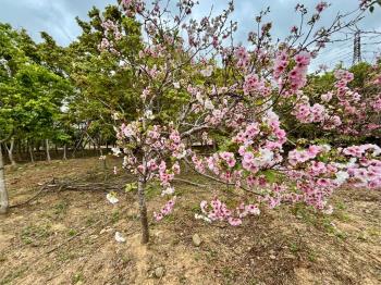 新埔休閒地。大面寬平坦
