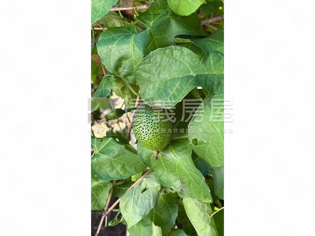 陽明山放鬆好農地房屋室內格局與周邊環境