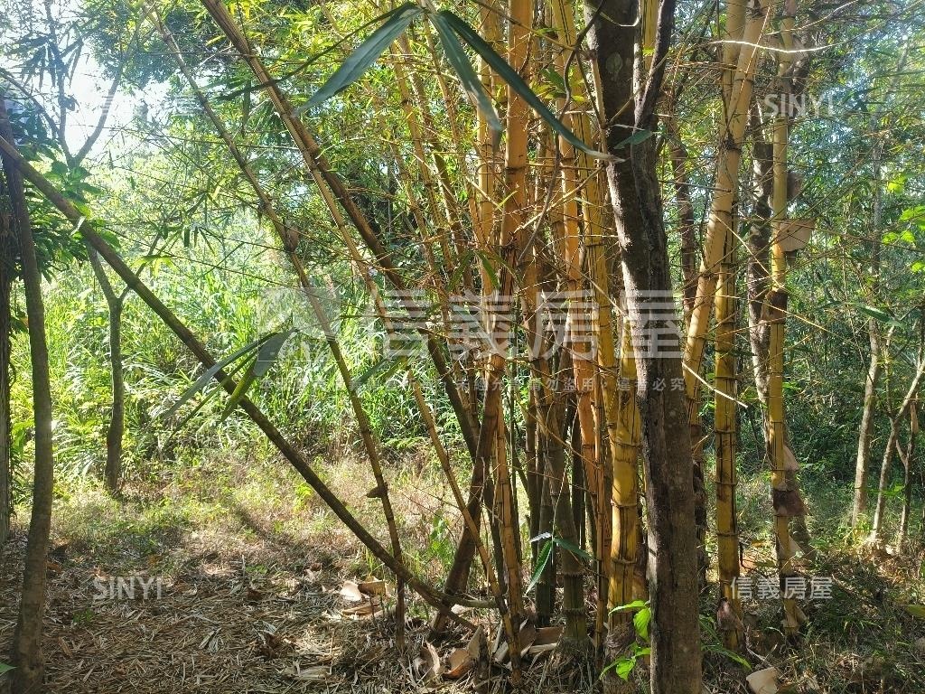 大坑清水巷臨路建地林地房屋室內格局與周邊環境