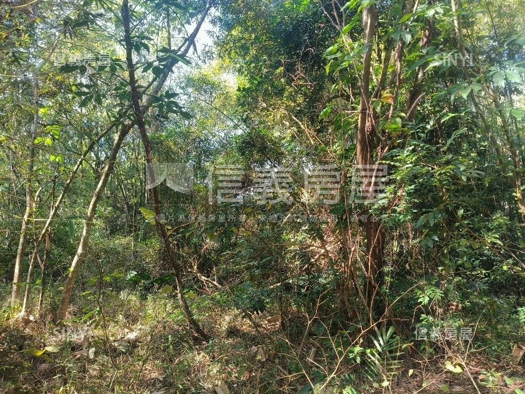 大坑清水巷臨路建地林地房屋室內格局與周邊環境