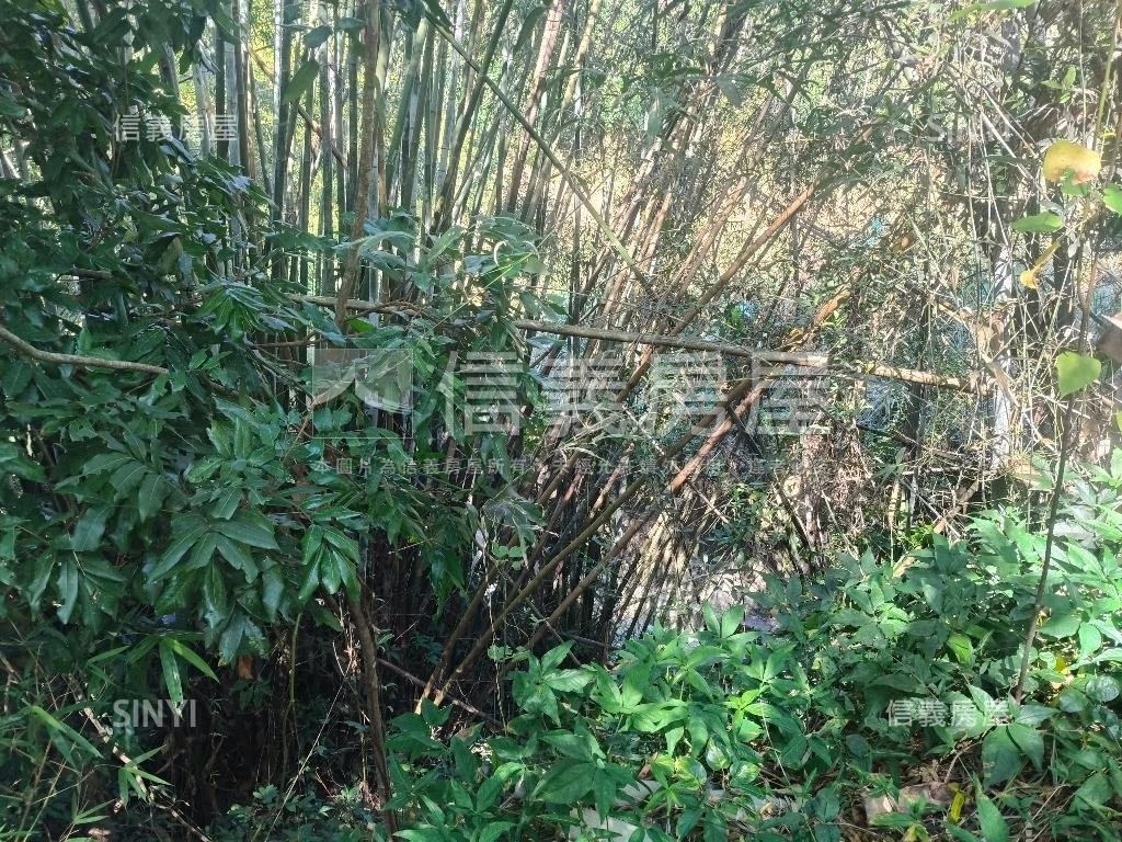 大坑清水巷臨路建地林地房屋室內格局與周邊環境