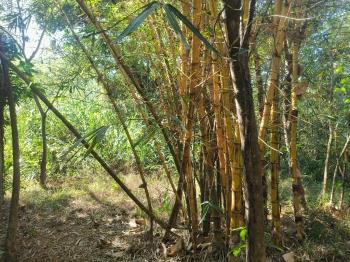 大坑清水巷臨路建地林地