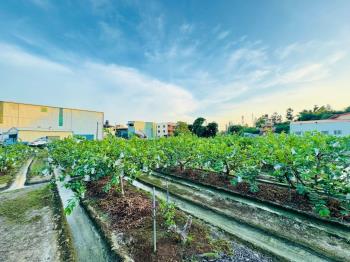 高雄大社興工段住二土地