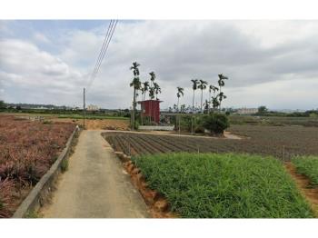 南投名間鄉農地