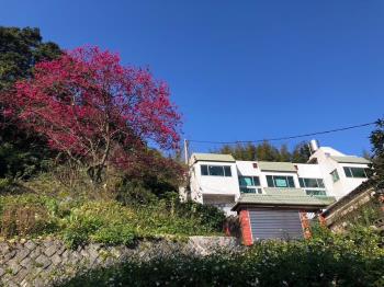 陽明山櫻花別墅