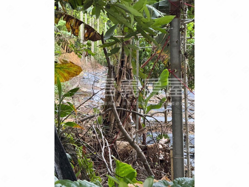 ★專任！集集稀有開心農場房屋室內格局與周邊環境