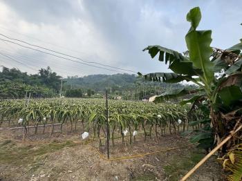 ★專任！集集稀有開心農場