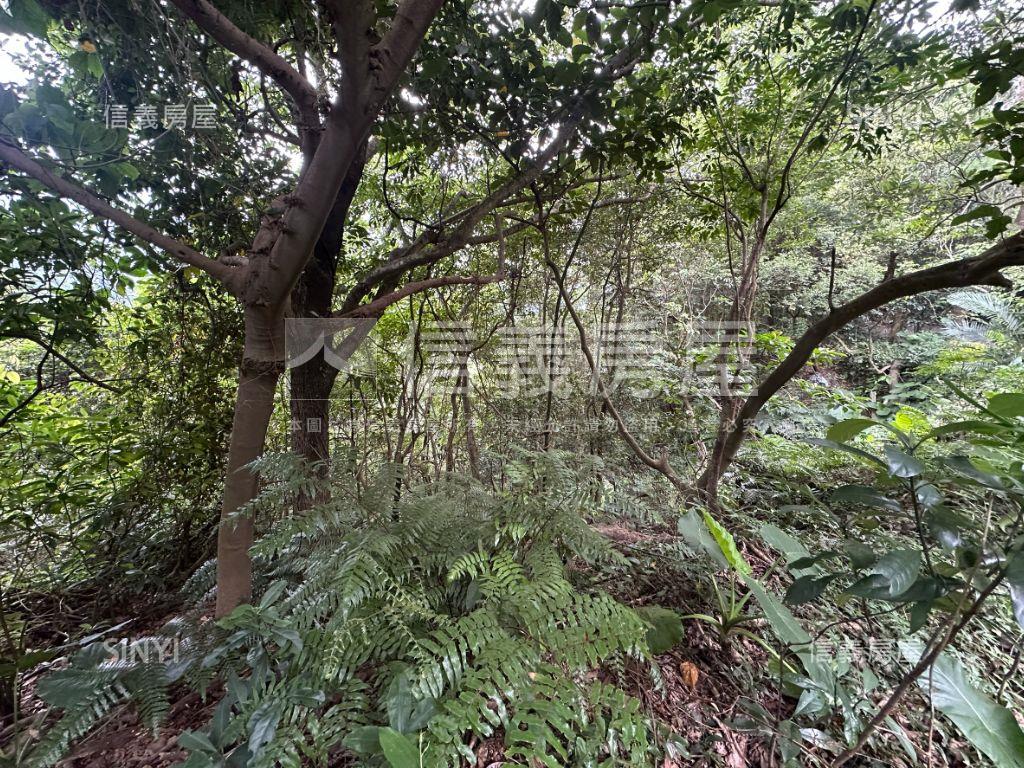 陽明山低總價土地房屋室內格局與周邊環境