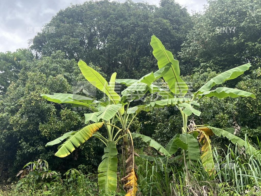 太平快樂荔枝園房屋室內格局與周邊環境