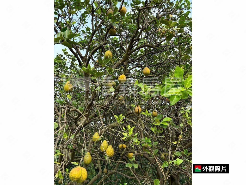 麻善段千坪開心農地房屋室內格局與周邊環境