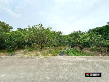 麻豆麻善千坪柚子園