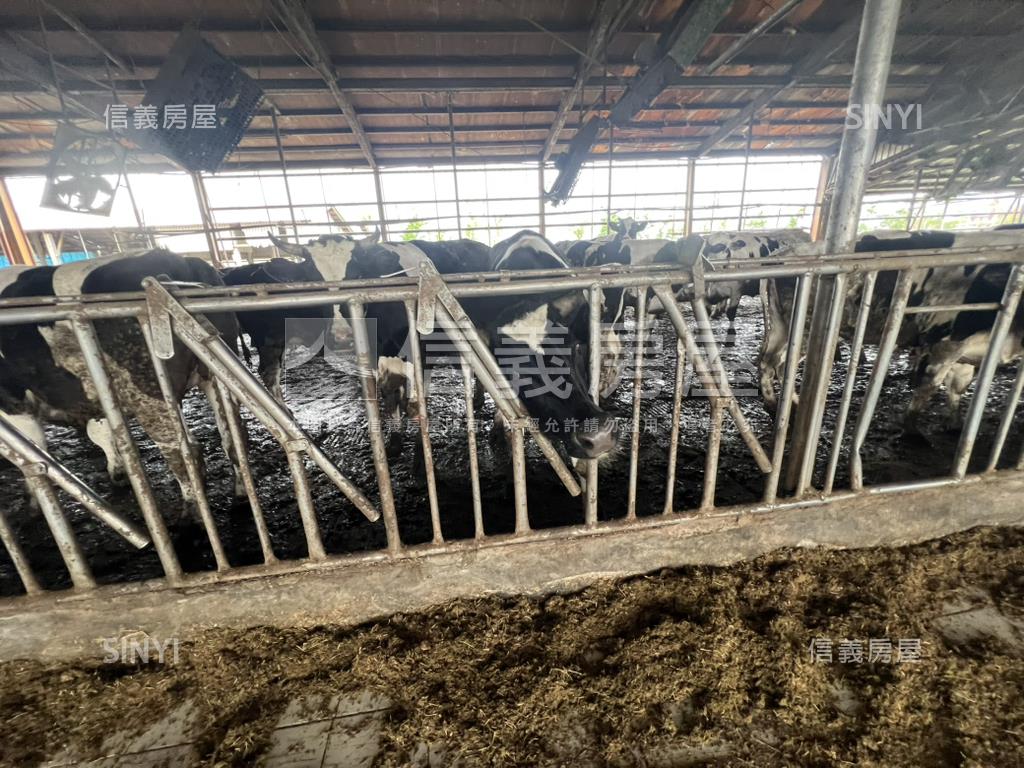 新營酪農牛畜舍房屋室內格局與周邊環境