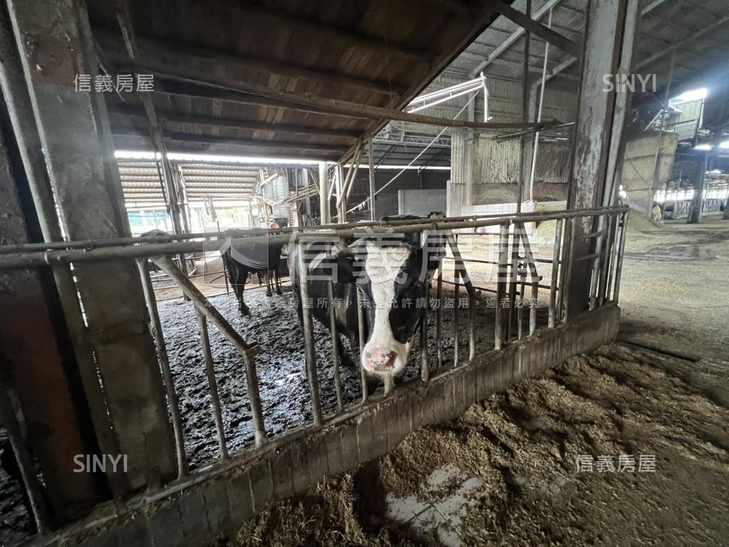 新營酪農牛畜舍房屋室內格局與周邊環境