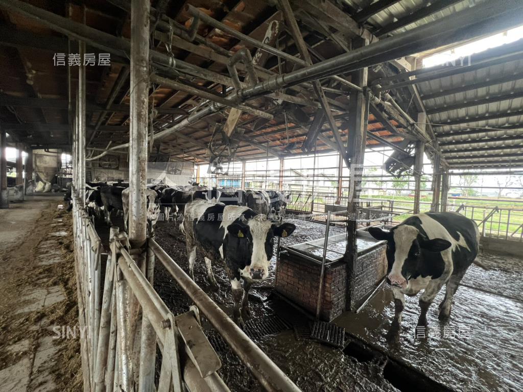 新營酪農牛畜舍房屋室內格局與周邊環境