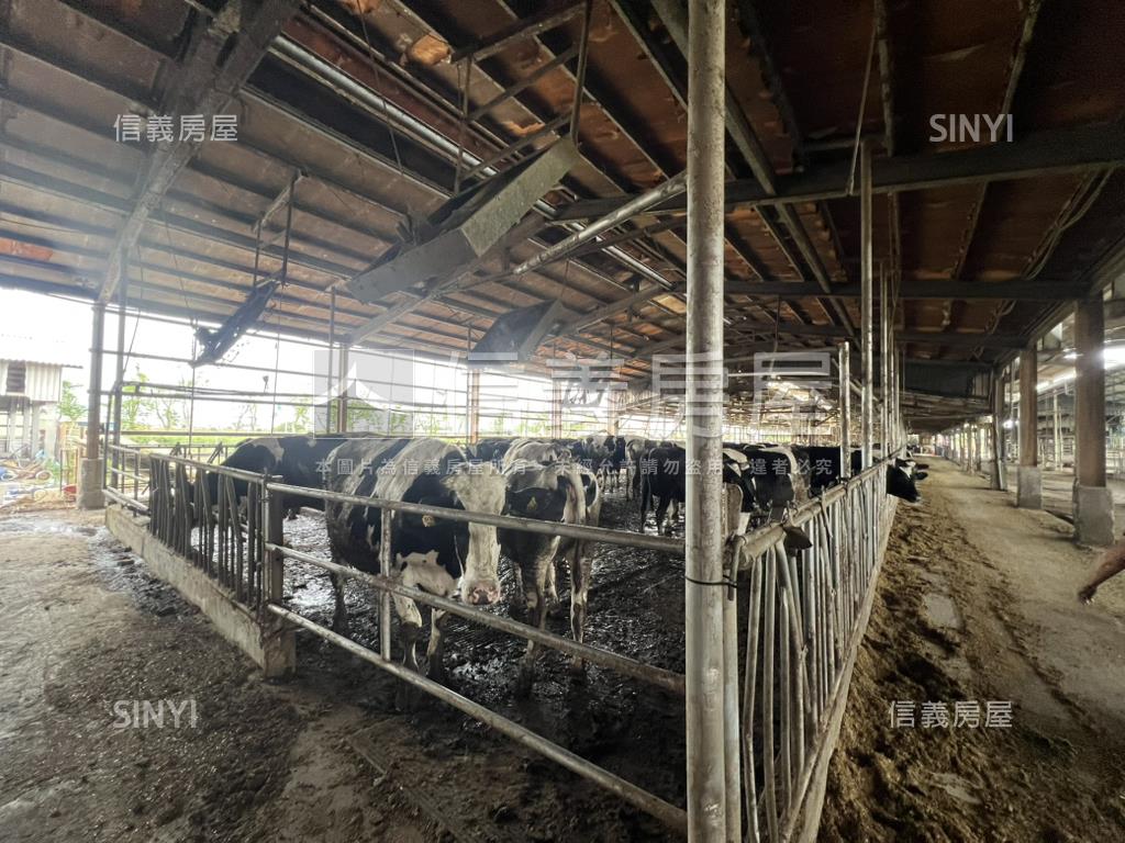新營酪農牛畜舍房屋室內格局與周邊環境