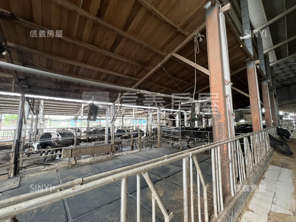 新營酪農牛畜舍房屋室內格局與周邊環境