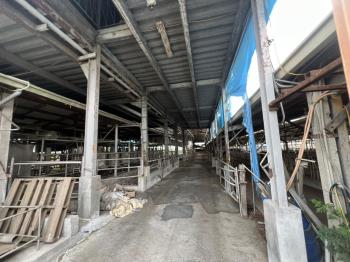 新營酪農牛畜舍