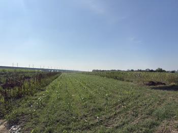 善化近３分美農地