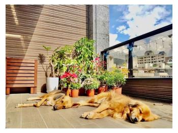 稀有露臺小天晴