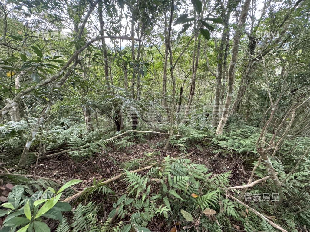 坪林山區４０３６坪土地房屋室內格局與周邊環境