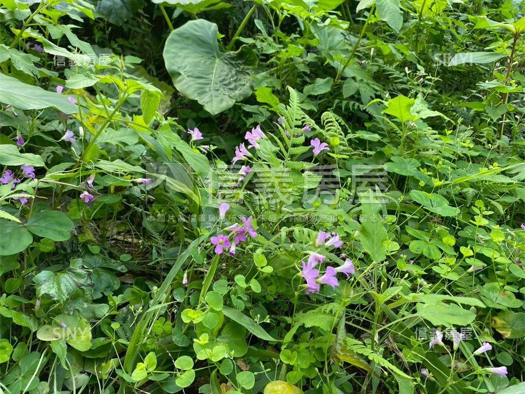 大溪信義段生態農地之二房屋室內格局與周邊環境