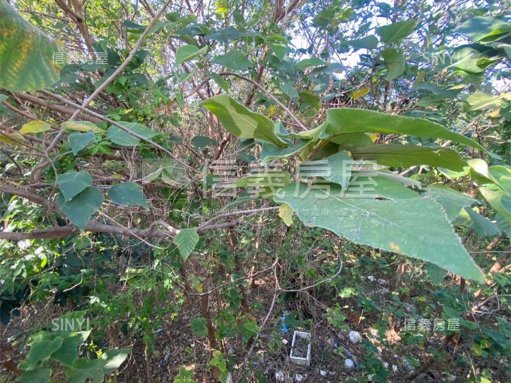 龍社七街大面積土地房屋室內格局與周邊環境
