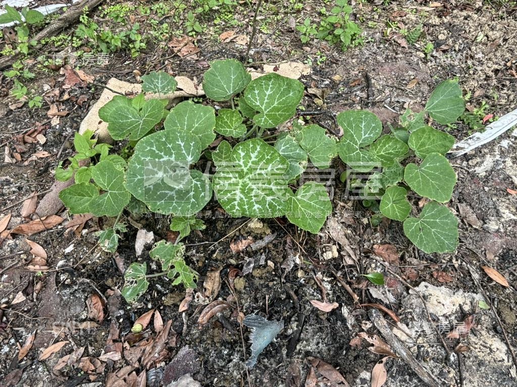 開心農場土地山水如畫房屋室內格局與周邊環境