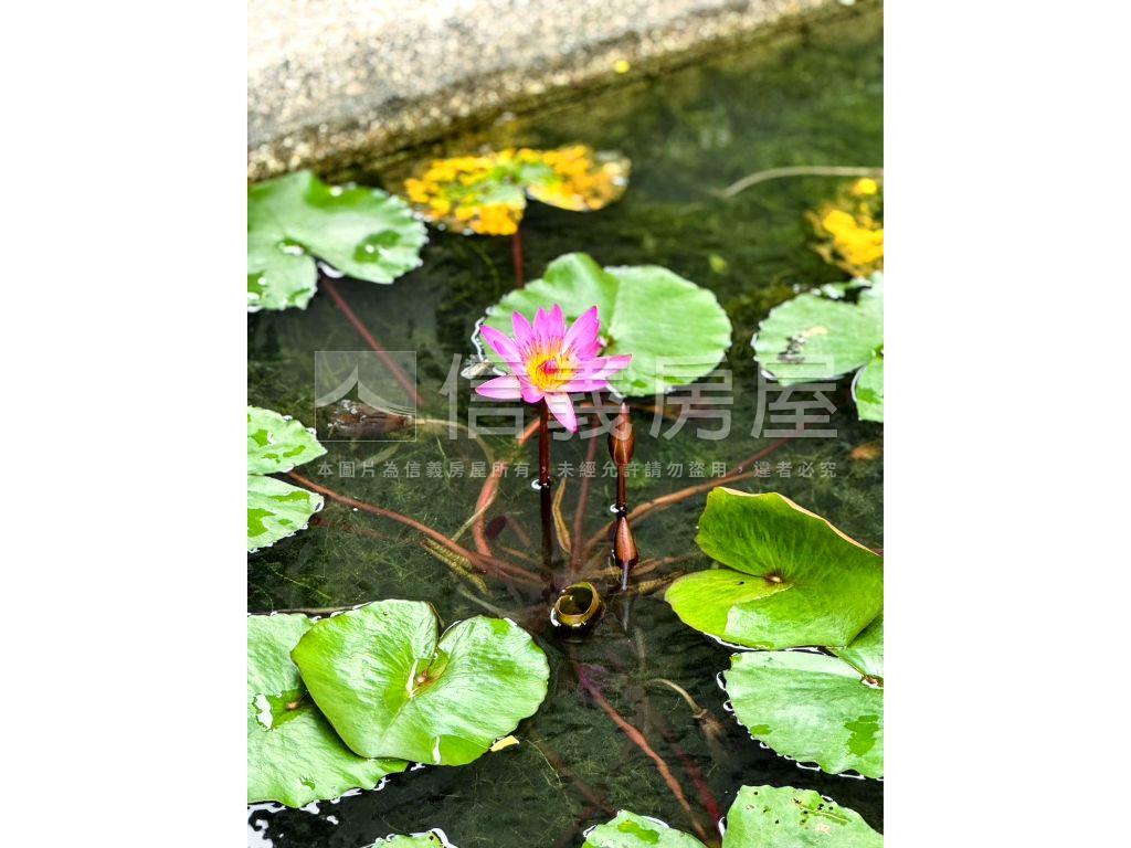 陽明峰匯大空間－１房屋室內格局與周邊環境