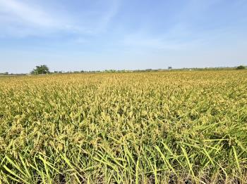 後壁１．６甲傳家農地