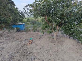 歸仁│八甲東段臨路優質農