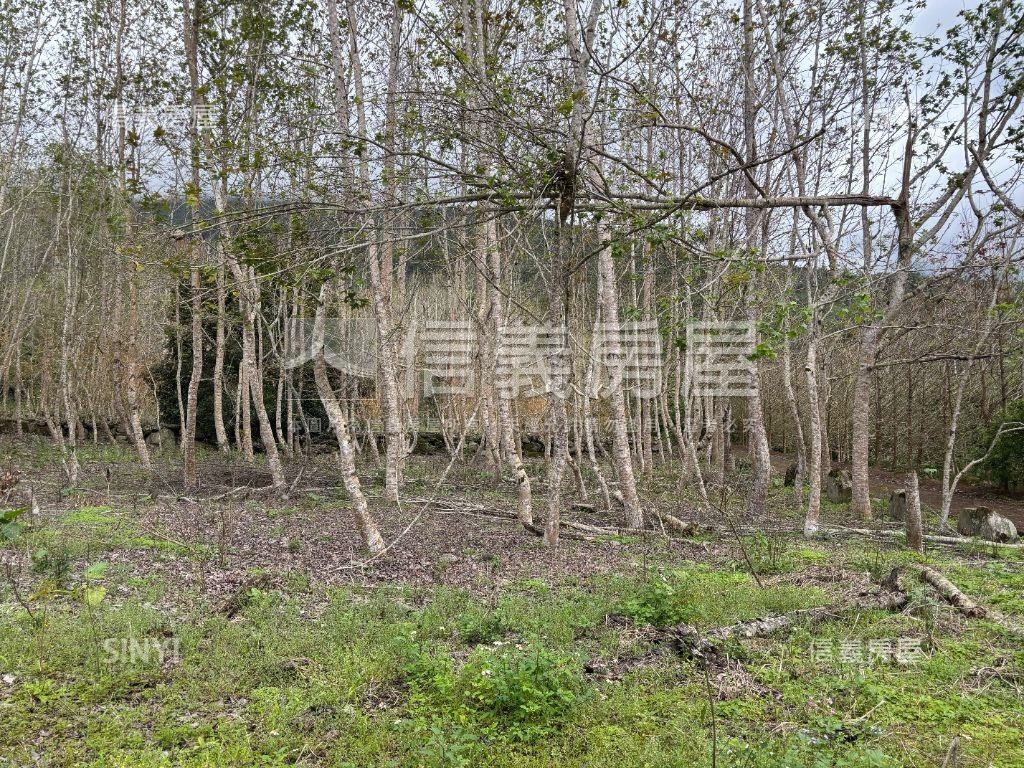 鳳林鳳凰段土地房屋室內格局與周邊環境