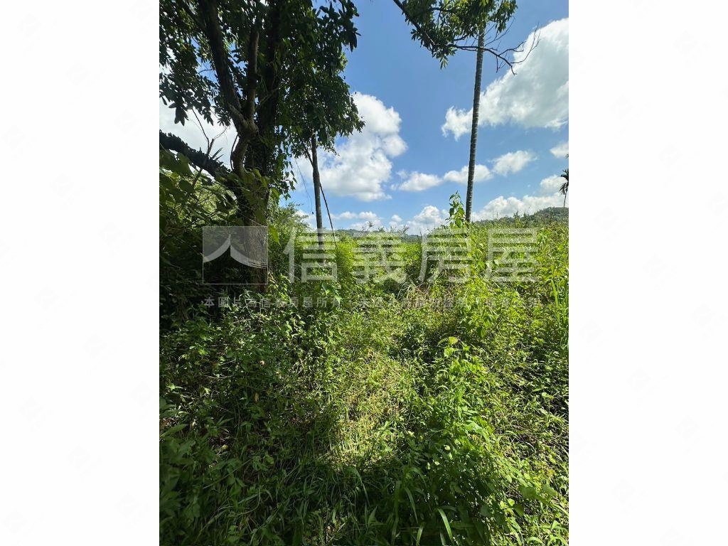 南投集集山坡地保育區土地房屋室內格局與周邊環境