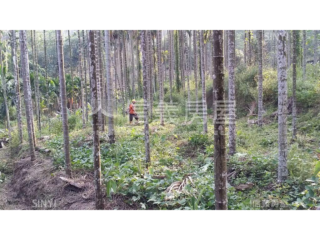 心台農場旁美農地２房屋室內格局與周邊環境