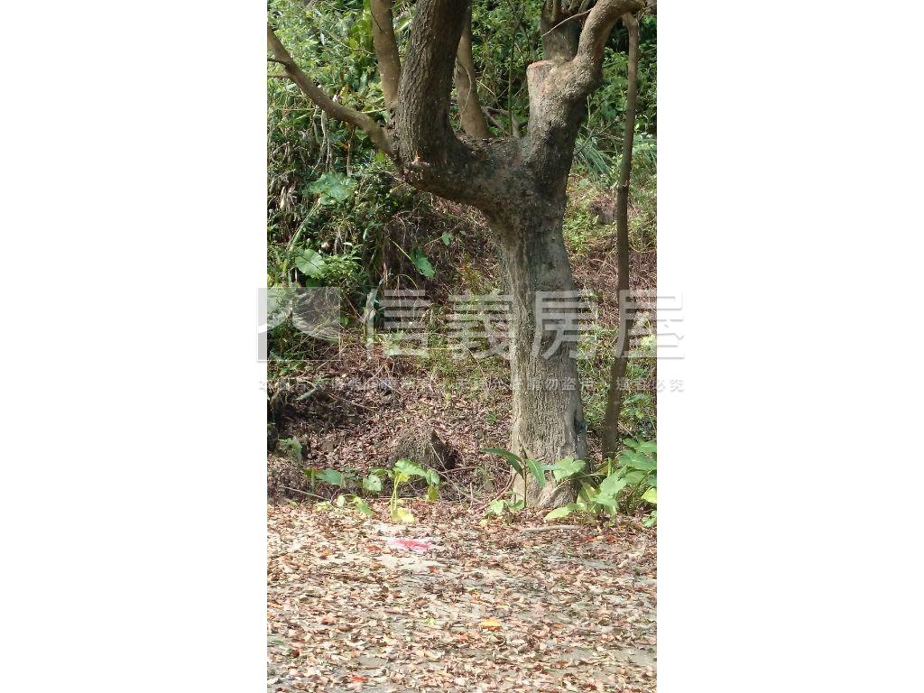 心台農場旁美農地２房屋室內格局與周邊環境