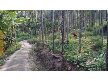 心台農場旁美農地２