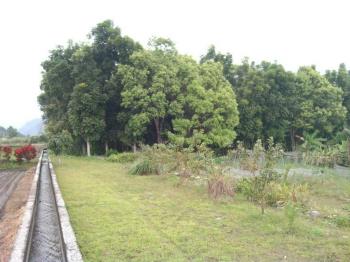 近東華大學臨路方正農地