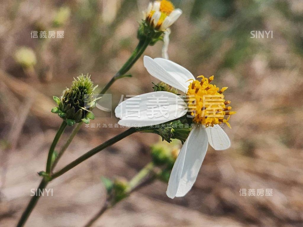 造橋千坪稀有土地房屋室內格局與周邊環境