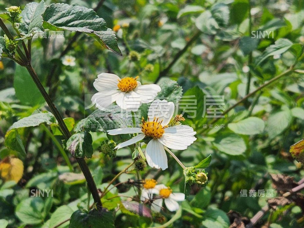 造橋千坪稀有土地房屋室內格局與周邊環境